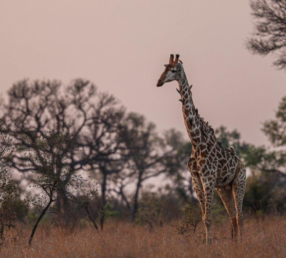 Sabi Sabi Ruan Mey Giraffe Sabi Sabi Ruan Mey Giraffe