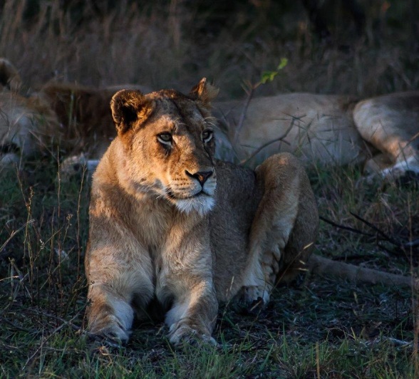 Kambula Breakaway Lioness Resting Ruan Mey Kambula Breakaway Lioness Resting Ruan Mey