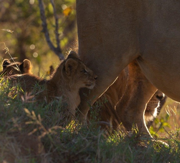 A little cub from the Southern Pride hides behind its full-bellied mother. A little cub from the Southern Pride hides behind its full-bellied mother.