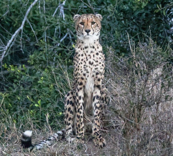 Cheetahs prefer a variety of habitats, including grassland, savannahs, and mixed bushveld areas. Cheetahs prefer a variety of habitats, including grassland, savannahs, and mixed bushveld areas.