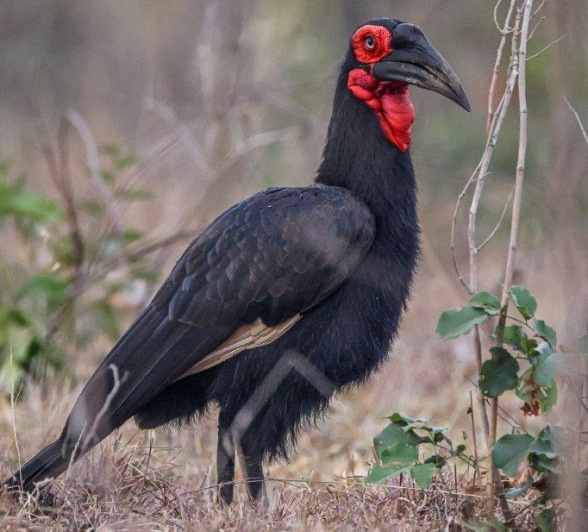 Ground Hornbill are an endangered species Ground Hornbill are an endangered species
