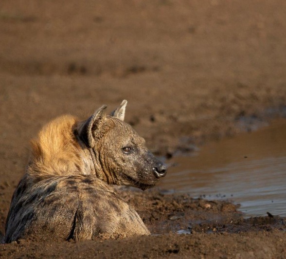 Hyena resting near a waterhole at sunset, observing its surroundings. Hyena resting near a waterhole at sunset, observing its surroundings.