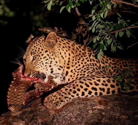 In the treetops, Nkuwa holds onto his kill, a ground pangolin. In the treetops, Nkuwa holds onto his kill, a ground pangolin.
