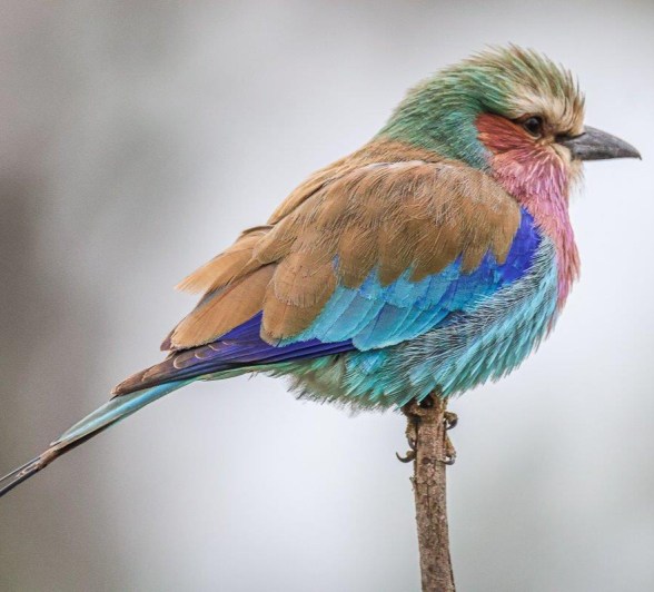 A colourful migratory bird, the Lilac-breasted Roller A colourful migratory bird, the Lilac-breasted Roller