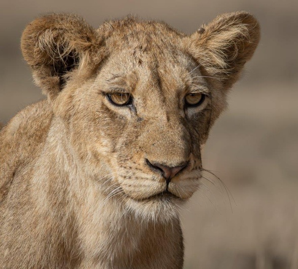 Sabi Sabi Jp Van Rooyen Msuthlu Cub Adolescent Sabi Sabi Jp Van Rooyen Msuthlu Cub Adolescent