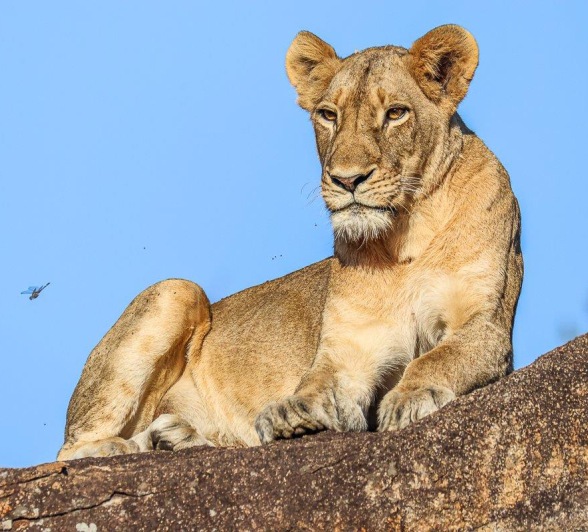 Southern Pride female basking in the sun Southern Pride female basking in the sun