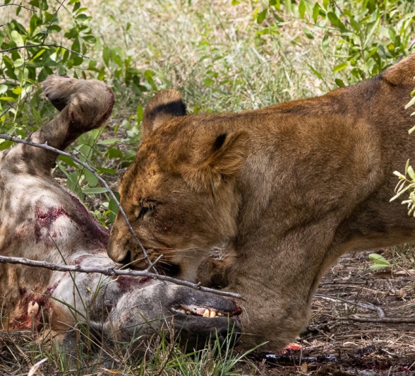 A lion feasting on a hyena kill. A lion feasting on a hyena kill.