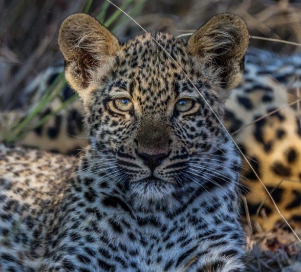 Tengile cub resting in shade Tengile cub resting in shade