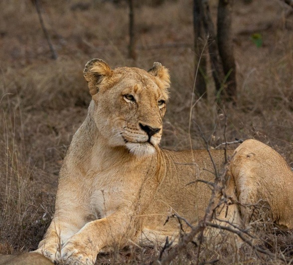 A female lion from the Khambula Pride resting. A female lion from the Khambula Pride resting.