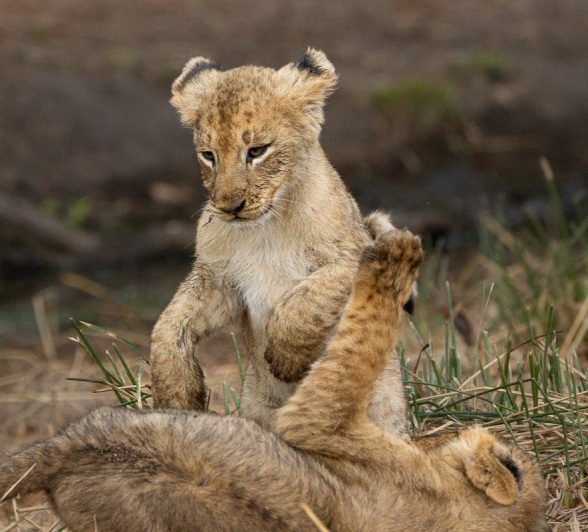 Young cubs of the Msuthlu Pride playing together near the waterhole. Young cubs of the Msuthlu Pride playing together near the waterhole.