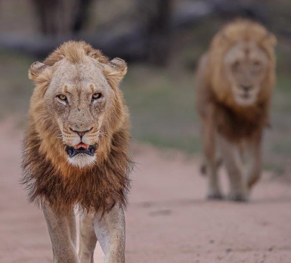 Sabi Sabi Ruan Mey Young Male Lions Sabi Sabi Ruan Mey Young Male Lions