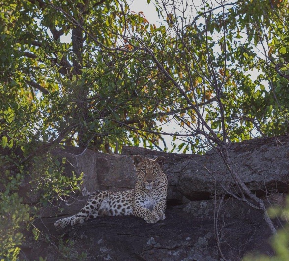 Goloyni sits on a rocky outcrop. Goloyni sits on a rocky outcrop.