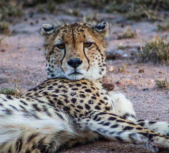 Cheetahs most commonly go for prey including warthogs and impalas. Cheetahs most commonly go for prey including warthogs and impalas.