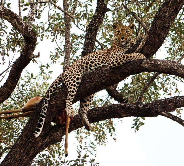 Leopards are the acrobats of the bush with immense power in their necks and shoulders. After a successful kill, they will try and hoist their kill into a tree or get it into a safe spot away from any other predators. Leopards are the acrobats of the bush with immense power in their necks and shoulders. After a successful kill, they will try and hoist their kill into a tree or get it into a safe spot away from any other predators.