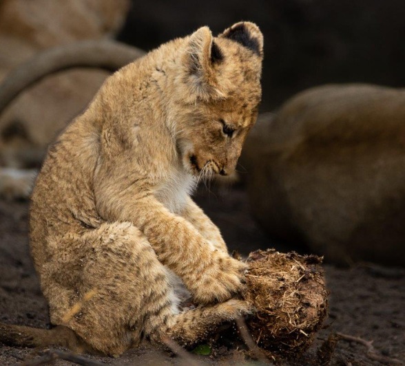 Lion cub curiously interacting with elephant dung, exploring its environment. Lion cub curiously interacting with elephant dung, exploring its environment.