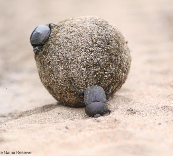 B02Ally Ross Dung Beetle 03 Final B02Ally Ross Dung Beetle 03 Final