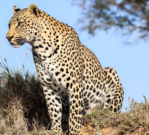 Leopards are another example of a nocturnal hunter, preferring habitats like forests, subtropical and tropical regions, savannas, grasslands, and rocky areas. Leopards are another example of a nocturnal hunter, preferring habitats like forests, subtropical and tropical regions, savannas, grasslands, and rocky areas.