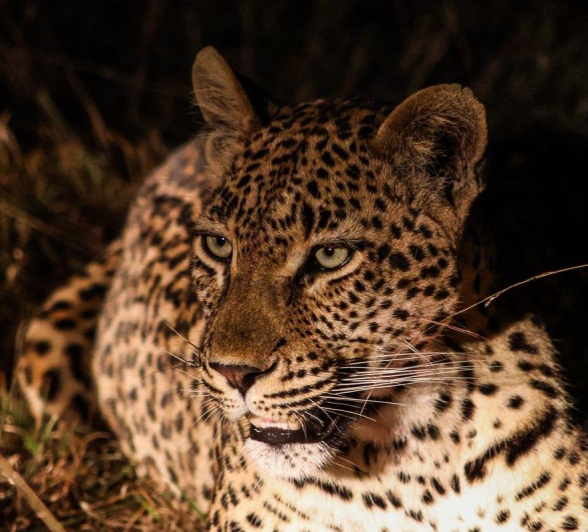 Leopards are solitary animals and will come together to mate. Leopards are solitary animals and will come together to mate.