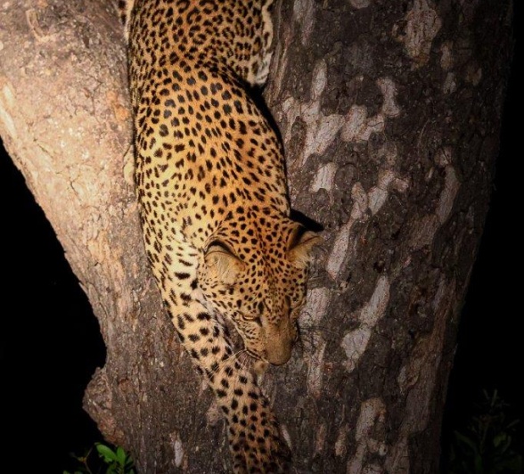 Nkuwa the leopard climbs down from the tree where he'd been enjoying a meal.  Nkuwa the leopard climbs down from the tree where he'd been enjoying a meal.
