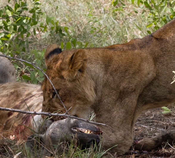 A lion from the Gijima pride feasting on an unfortunate hyena. A lion from the Gijima pride feasting on an unfortunate hyena.