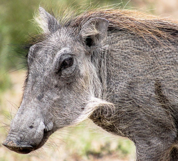 The warthog, a proud member of the 'Ugly Five'. The warthog, a proud member of the 'Ugly Five'.