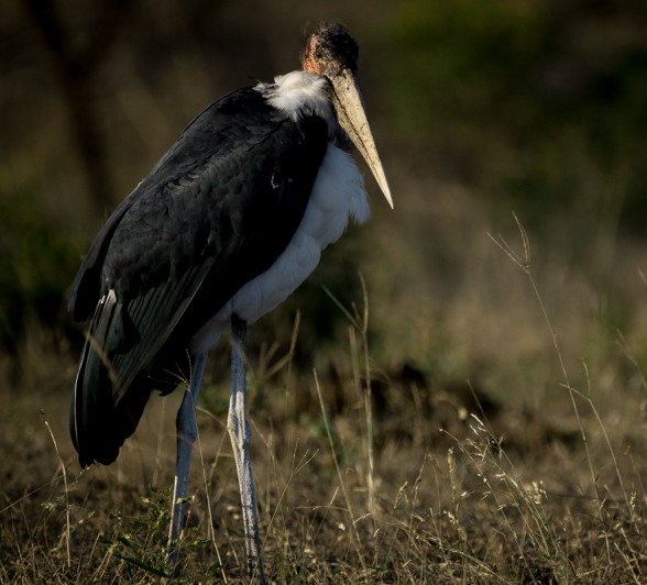 The Marabou Stork can stand up to 1.52m tall and weigh up to 7kg; they have a wingspan of an incredible 2.7m. The Marabou Stork can stand up to 1.52m tall and weigh up to 7kg; they have a wingspan of an incredible 2.7m.