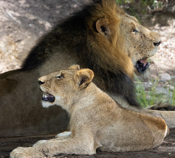 The dominant male lion with a sub-adult. The dominant male lion with a sub-adult.