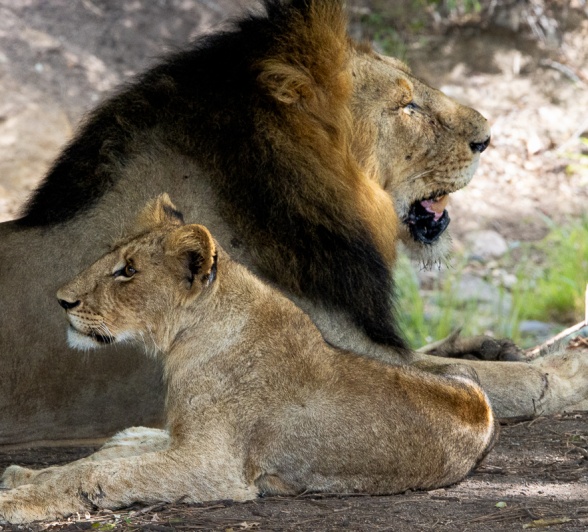 Lions killing hyenas unfold the raw and often harsh realities of life in the wild. Lions killing hyenas unfold the raw and often harsh realities of life in the wild.