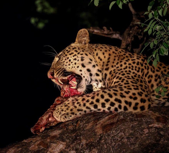 Perched in a tree, Nkuwa devours his prey, a Temminck's pangolin. Perched in a tree, Nkuwa devours his prey, a Temminck's pangolin.
