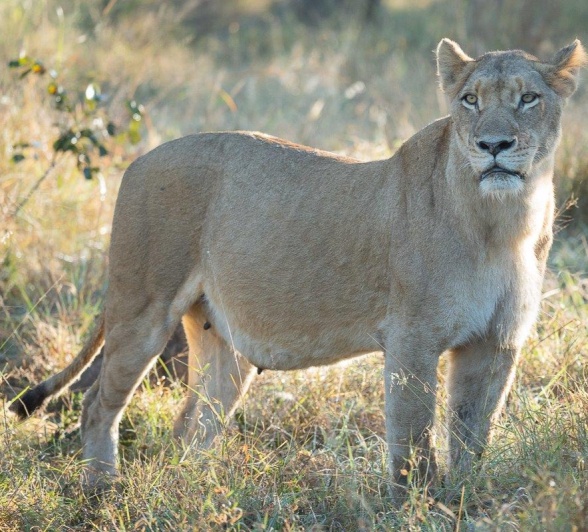 A full-bellied lion scans her environment. A full-bellied lion scans her environment.