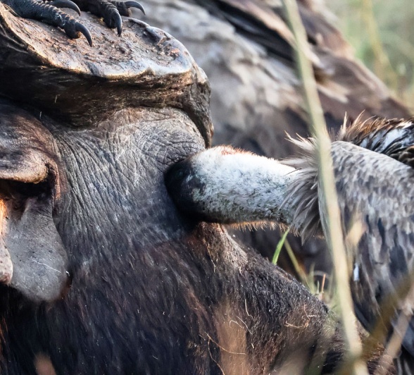 Vultures will gorge themselves when a carcass is available. Vultures will gorge themselves when a carcass is available.