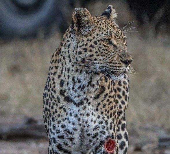 Ntsumi with visible wound on front leg Ntsumi with visible wound on front leg