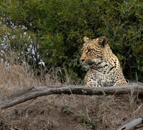 Leopard cub resting atop a hill, observing the landscape for prey or threat. Leopard cub resting atop a hill, observing the landscape for prey or threat.