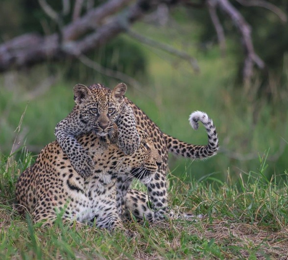 Golonyi and her cub play and bond.  Golonyi and her cub play and bond.