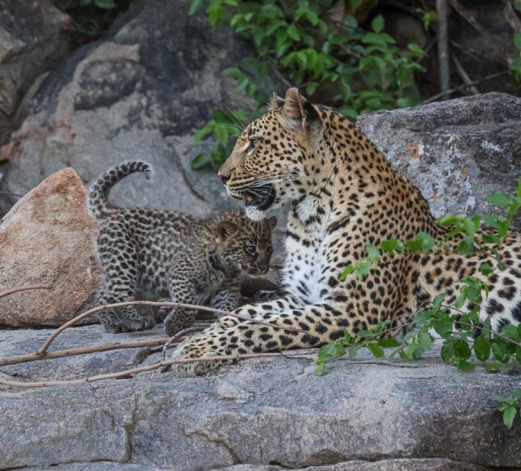 Golonyi was spotted wth her cub.  Golonyi was spotted wth her cub.