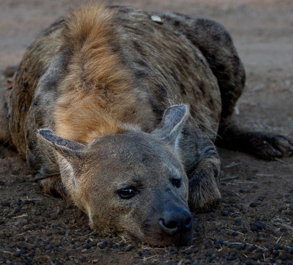 Hyena resting as the sun sets, blending into the peaceful landscape. Hyena resting as the sun sets, blending into the peaceful landscape.