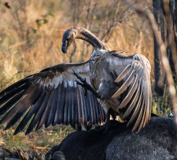 Serious about hygiene, vulture's will clean themselves in a waterhole after their feast. Serious about hygiene, vulture's will clean themselves in a waterhole after their feast.