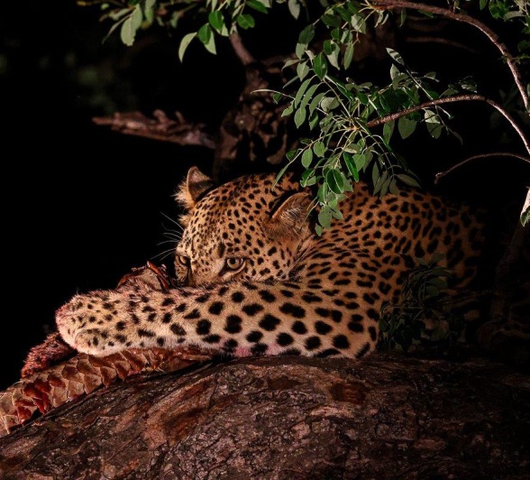 Nkuwa eats his kill, a Temminck's pangolin, high in a tree. Nkuwa eats his kill, a Temminck's pangolin, high in a tree.
