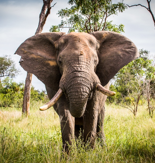 Behold the awe-inspiring beauty of the African bush elephant at Sabi Sabi, where its majestic presence commands admiration and respect. Behold the awe-inspiring beauty of the African bush elephant at Sabi Sabi, where its majestic presence commands admiration and respect.