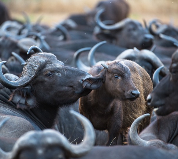 Baby buffalo sighted among herd at Sabi Sabi. Baby buffalo sighted among herd at Sabi Sabi.