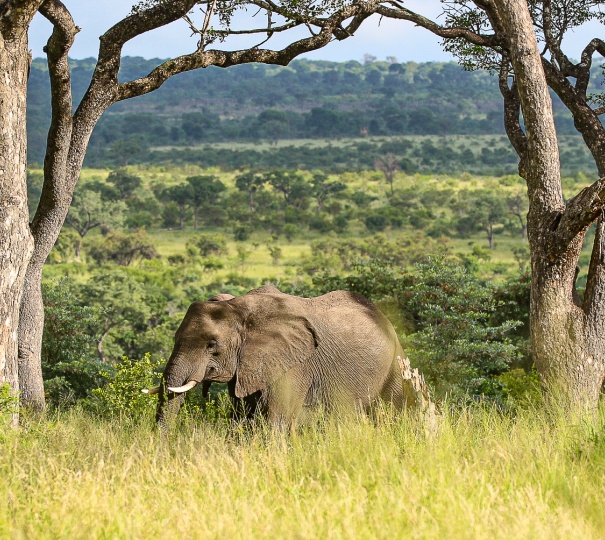 Be intrigued by elephants, nature's gentle giants. Be intrigued by elephants, nature's gentle giants.