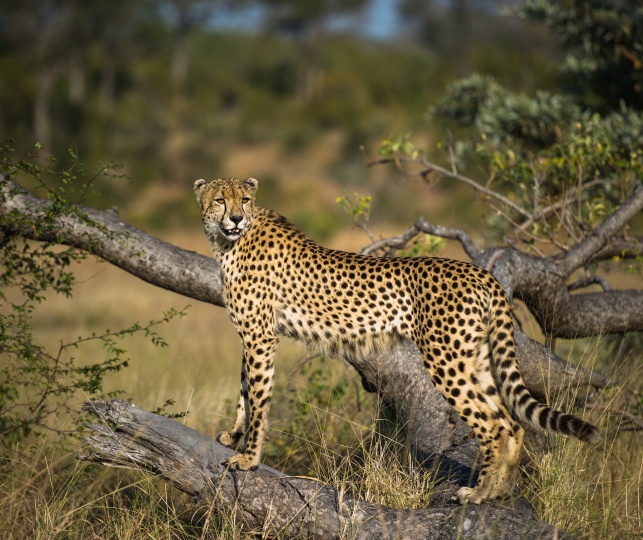 Majestic cheetah sighting on a thrilling safari game drive. Majestic cheetah sighting on a thrilling safari game drive.