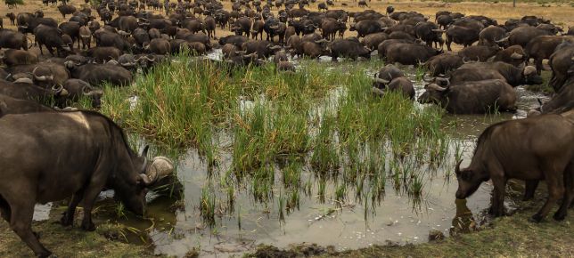 Buffalo  41 Buffalo  41