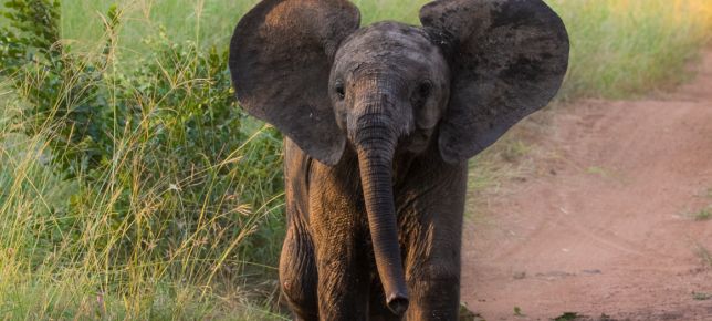 Elephant.  148 Elephant.  148