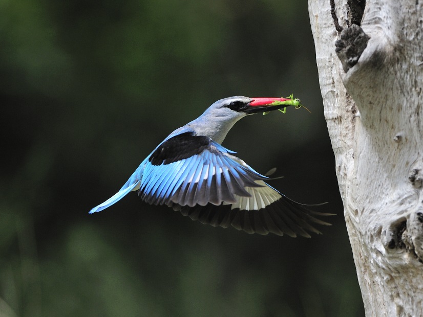 Observe the impressive hunting skills of the kingfisher as it skillfully brings a grasshopper back to its nest. Observe the impressive hunting skills of the kingfisher as it skillfully brings a grasshopper back to its nest.