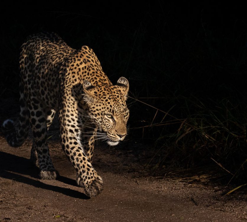 Leopard walking under a spotlight during a night drive in Sabi Sabi. Leopard walking under a spotlight during a night drive in Sabi Sabi.