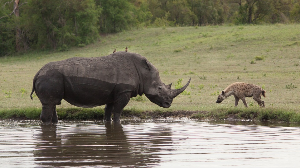 Sabi Sabi Experience Game Drive Rhino Heyna Sabi Sabi Experience Game Drive Rhino Heyna