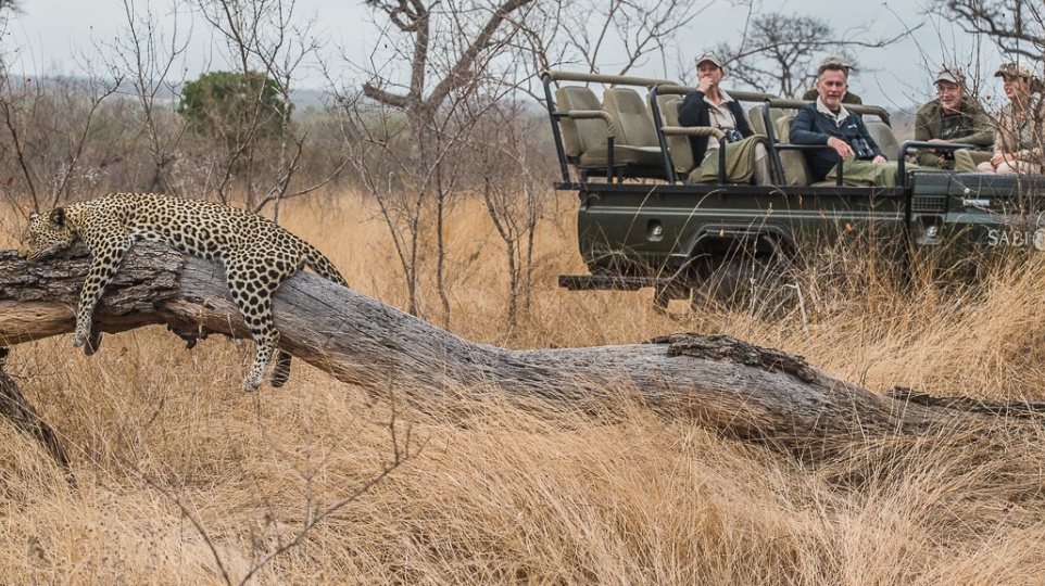 Sabi Sabi Experience Game Drive Leopard Sabi Sabi Experience Game Drive Leopard