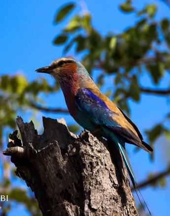 07Louise Murray Lilac Breasted Roller 11112018 Final 07Louise Murray Lilac Breasted Roller 11112018 Final