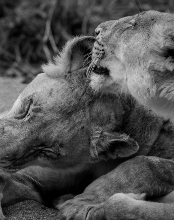 SP Lionesses 2 SP Lionesses 2